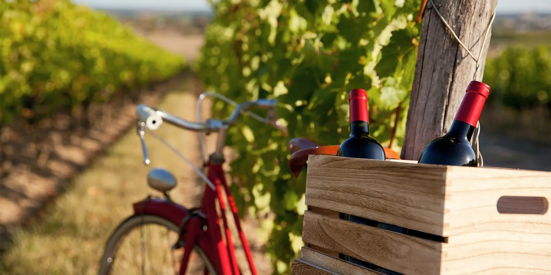 Découvrez l'impact des sols sur le goût du vin. Explorez le terroir, fusion de terre et climat, façonnant la diversité des saveurs dans les vignobles mondiaux.